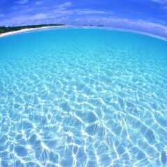 草葉善兵衛商店さん