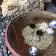 マリモ買いました