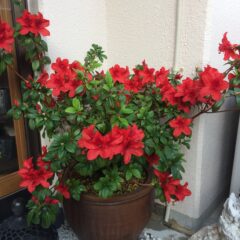 二年毎に思うこと