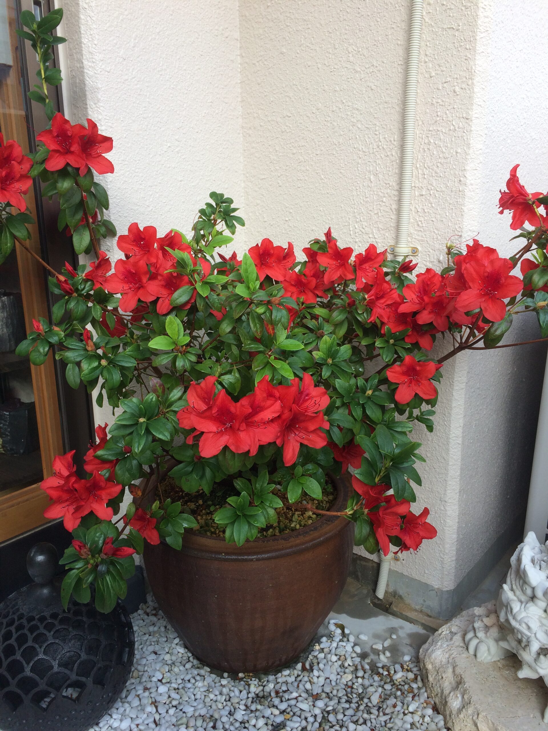 沖縄 人気陶芸家 慶良間ツツジ