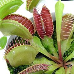 食虫植物とか蘭とかフツーやし