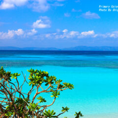 クモとヤモリと死に装束