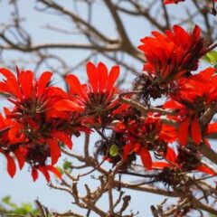 とうとうキタか