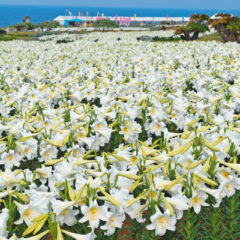 県内ありんくりん
