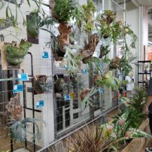 BOTANICAL MARKET @メイクマン浦添本店