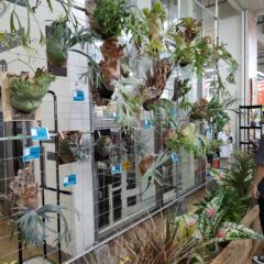 BOTANICAL MARKET @メイクマン浦添本店