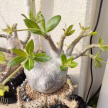芽吹きの季節