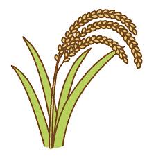 西表島の米価格